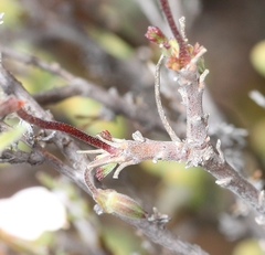 Pelargonium karooicum