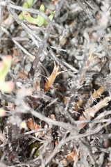 Pelargonium karooicum