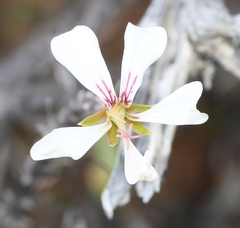 Pelargonium karooicum