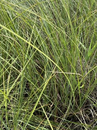 Swamp Sawgrass
