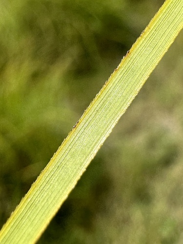 Swamp Sawgrass