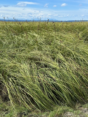 Swamp Sawgrass
