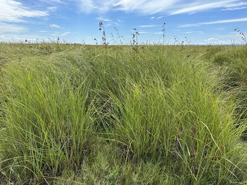 Swamp Sawgrass