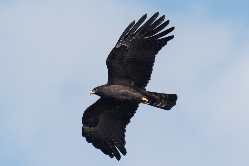 Black Eagle