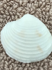 Chionopsis intapurpurea