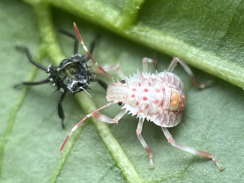 Brown marmorated stink bug