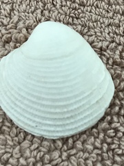 Chionopsis intapurpurea