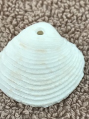 Chionopsis intapurpurea