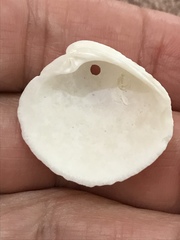 Chionopsis intapurpurea