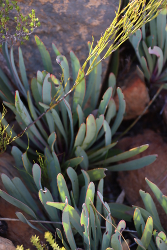 Image of Protea vogtsiae by (c) Tony Rebelo, some rights reserved (CC BY-SA)