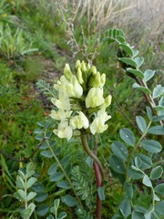 Astragalus lentiginosus nigricalycis