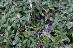 Vinca minor