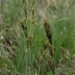 Carex buxbaumii - Photo 由 Věra Kafková 所上傳的 (c) Věra Kafková，保留部份權利CC BY-NC