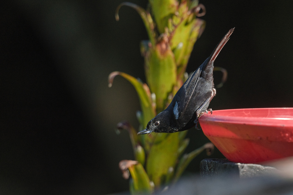 Glossy Flowerpiercer