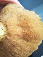 Suillus bellinii