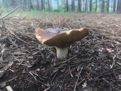 Suillus bellinii