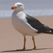 Pacific Gull - Photo (c) Bob McDougall, some rights reserved (CC BY-NC), uploaded by Bob McDougall