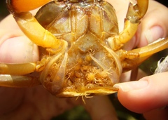 Trichodactylus fluviatilis