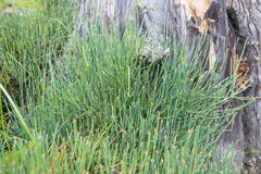 Ephedra gerardiana, photograph (c) Morten Ross, some rights reserved (CC BY)