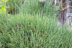 Ephedra gerardiana, photograph (c) Morten Ross, some rights reserved (CC BY)