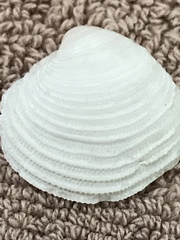 Chionopsis intapurpurea