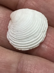 Chionopsis intapurpurea