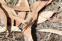 Macrotona securiformis