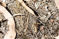 Macrotona securiformis