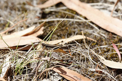 Macrotona securiformis