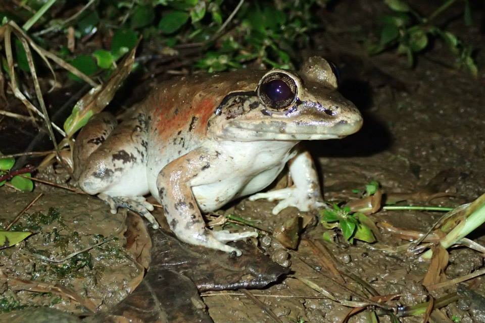 Fanged River Frog
