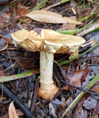 Amanita ochrophylla