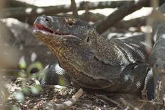Varanus komodoensis