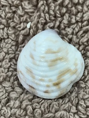 Chionopsis intapurpurea