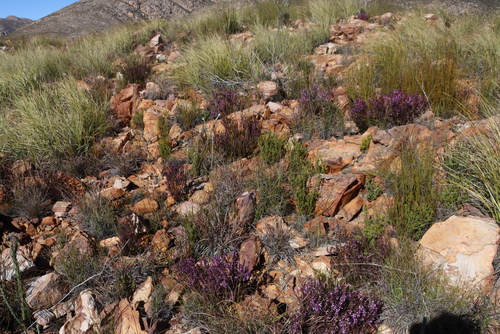 Image of Muraltia juniperifolia by (c) Tony Rebelo, some rights reserved (CC BY-SA)
