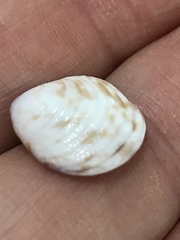 Chionopsis intapurpurea