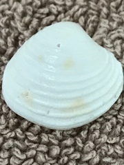 Chionopsis intapurpurea