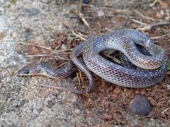 Lycodon capucinus