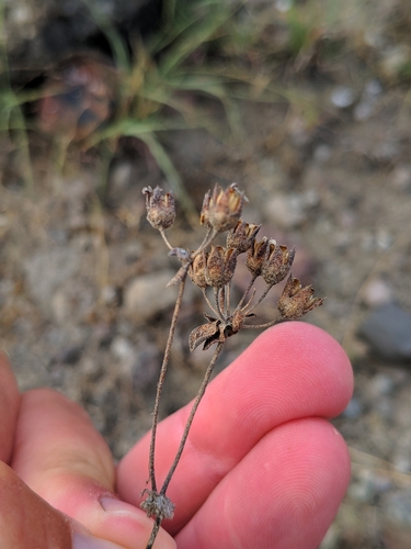 pochybok najväčší (Androsace maxima)