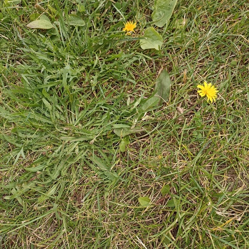 Autumn Hawkbit