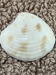 Chionopsis intapurpurea