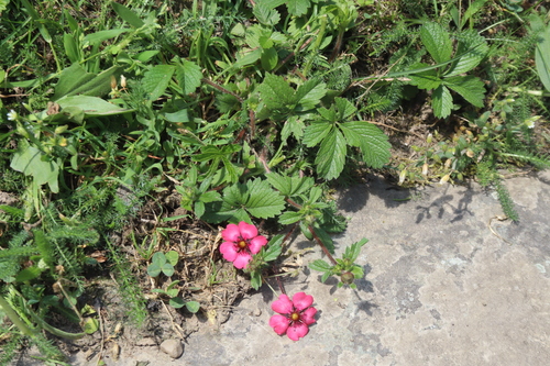 Nepalese cinquefoil (Potentilla nepalensis)