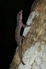 Cyrtodactylus jellesmae