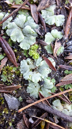 Image of Riccia crystallina by no rights reserved