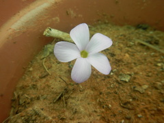 Oxalis fibrosa