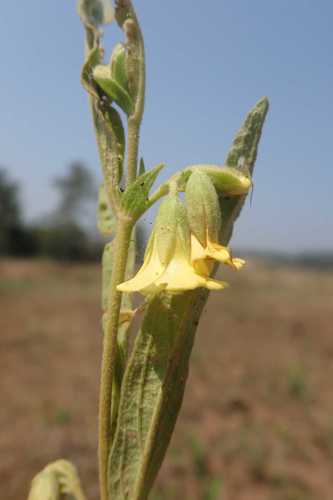 Image of Hermannia lancifolia by no rights reserved