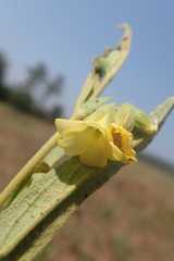 Hermannia lancifolia