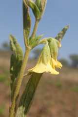 Hermannia lancifolia