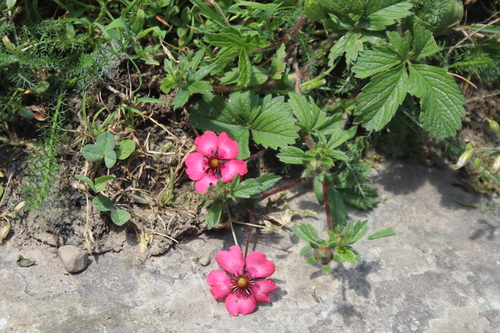 Potentilla nepalensis, photograph 1