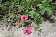 (c) Edmundas Greimas, some rights reserved (CC BY) Potentilla nepalensis, photograph (c) Edmundas Greimas, some rights reserved (CC BY)