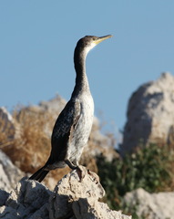 Gulosus aristotelis desmarestii